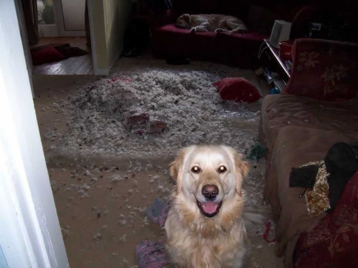 smiling golden retriever with a pile of grey stuffing from destroyed red cushions with another golden retriever laying on a red couch at the back