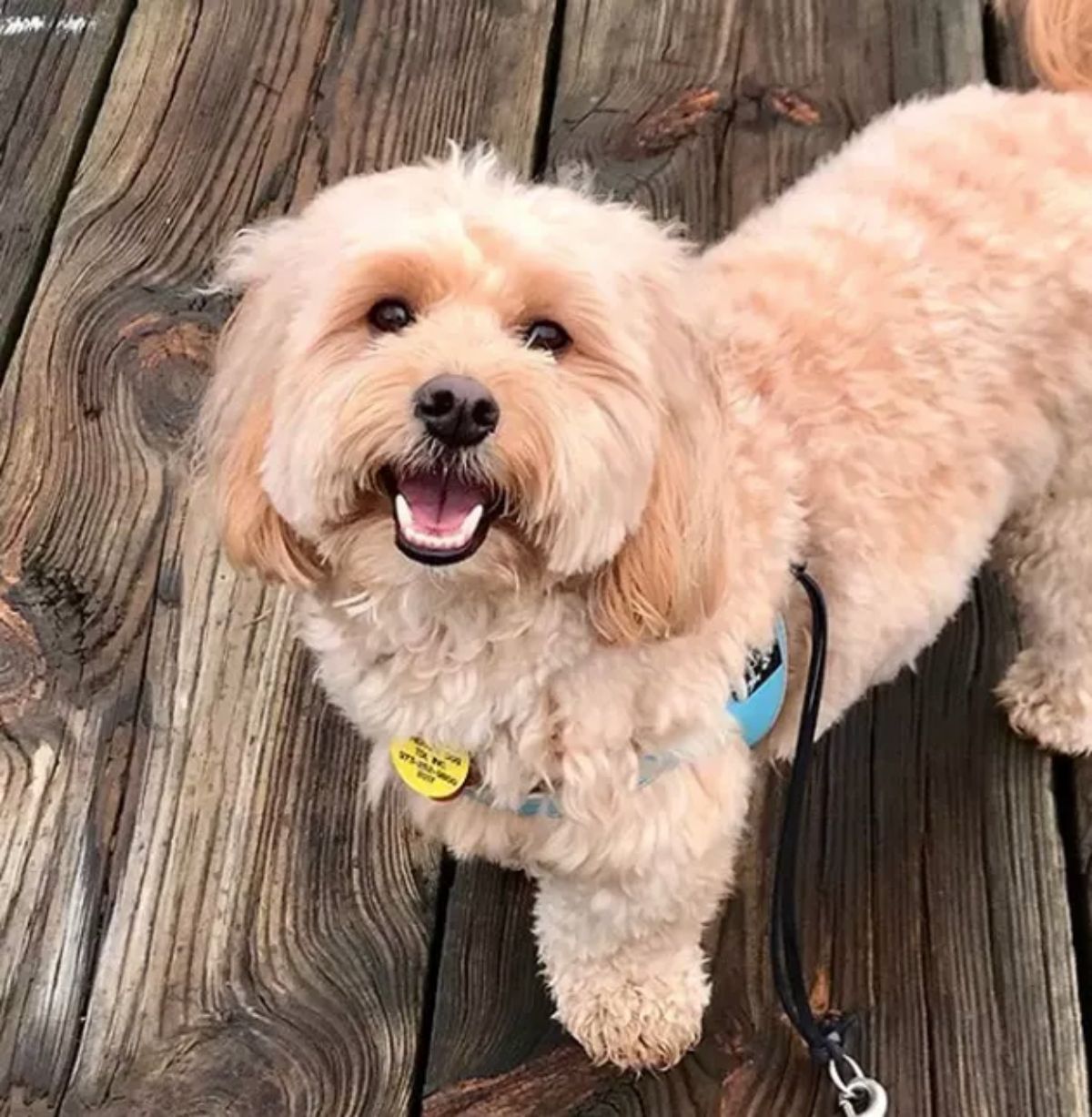 smiling light brown poodle