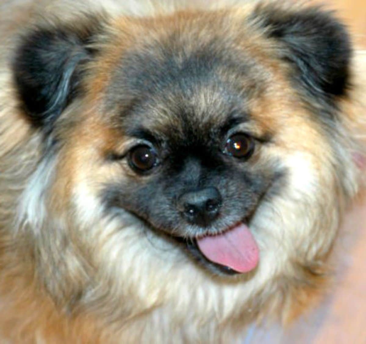 smiling orange black and white fluffy dog with the tongue out