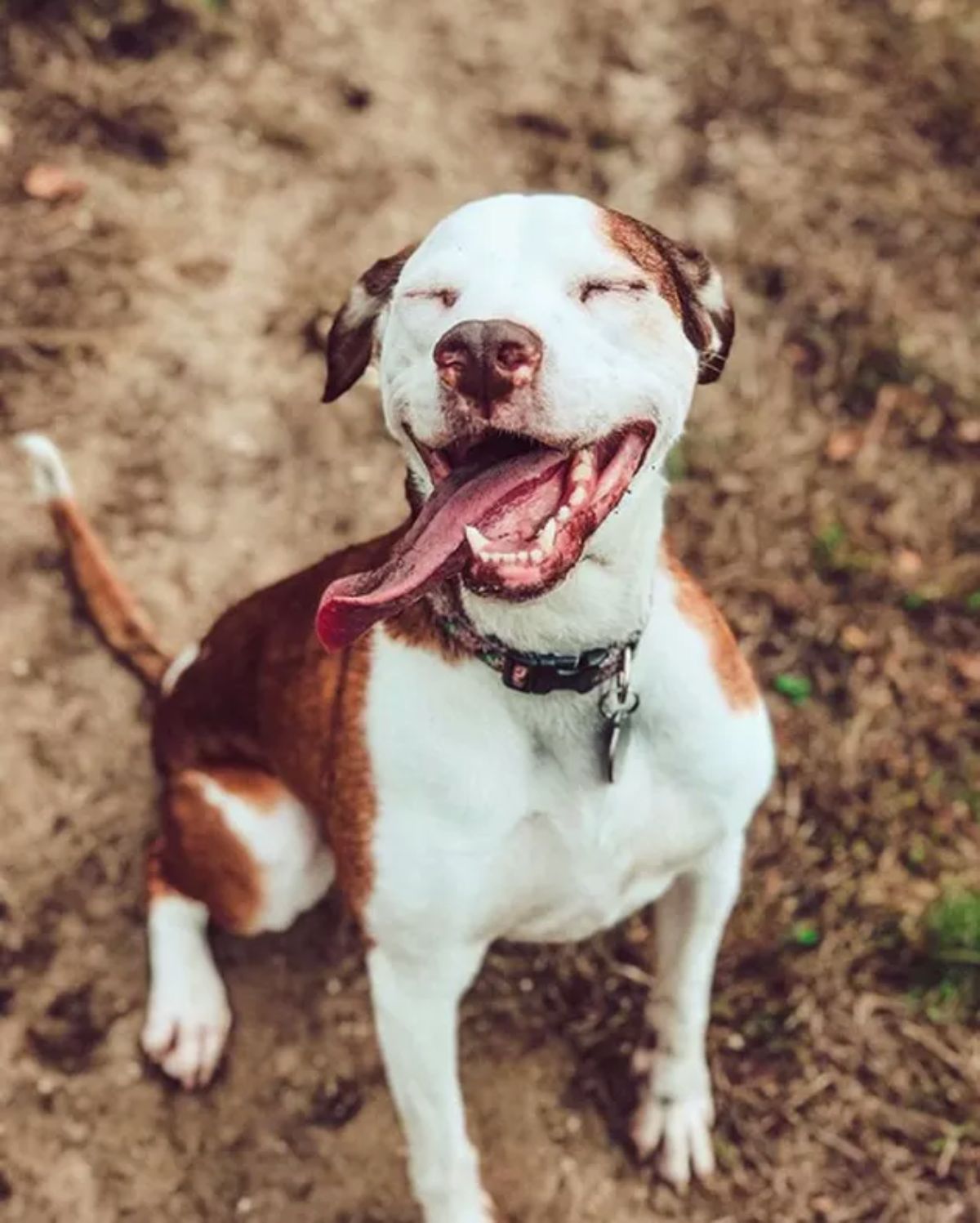 smiling white and brown dog with the eyes closed