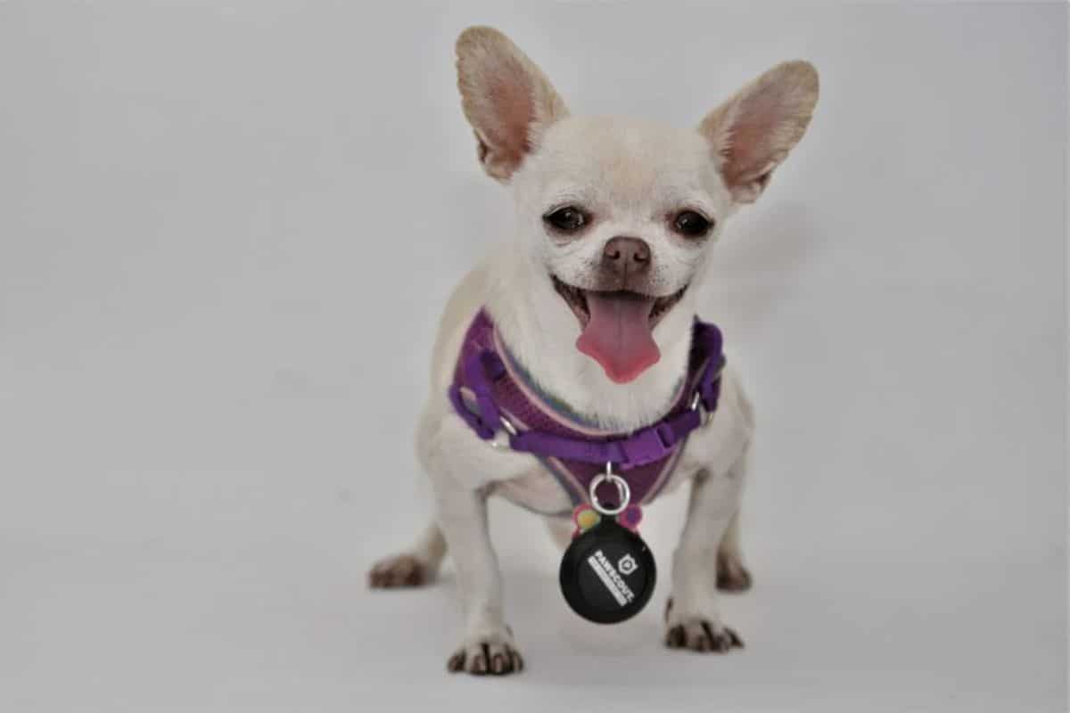 smiling white chihuahua wearing a purple harness