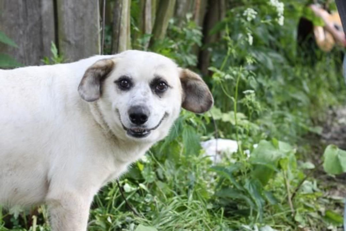 smiling white dog in a forest