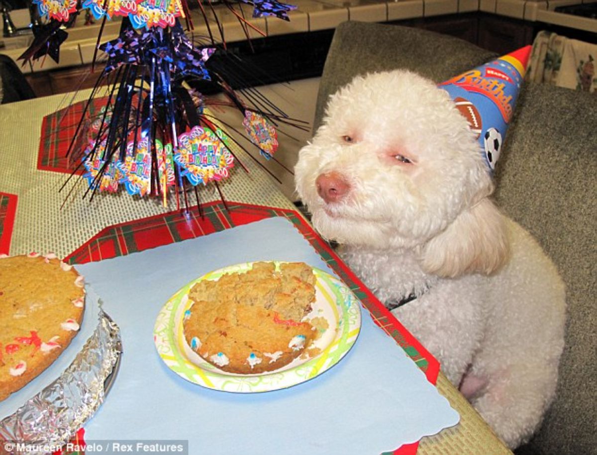 smiling white poodle in a birthdya hat and a cake in front of it