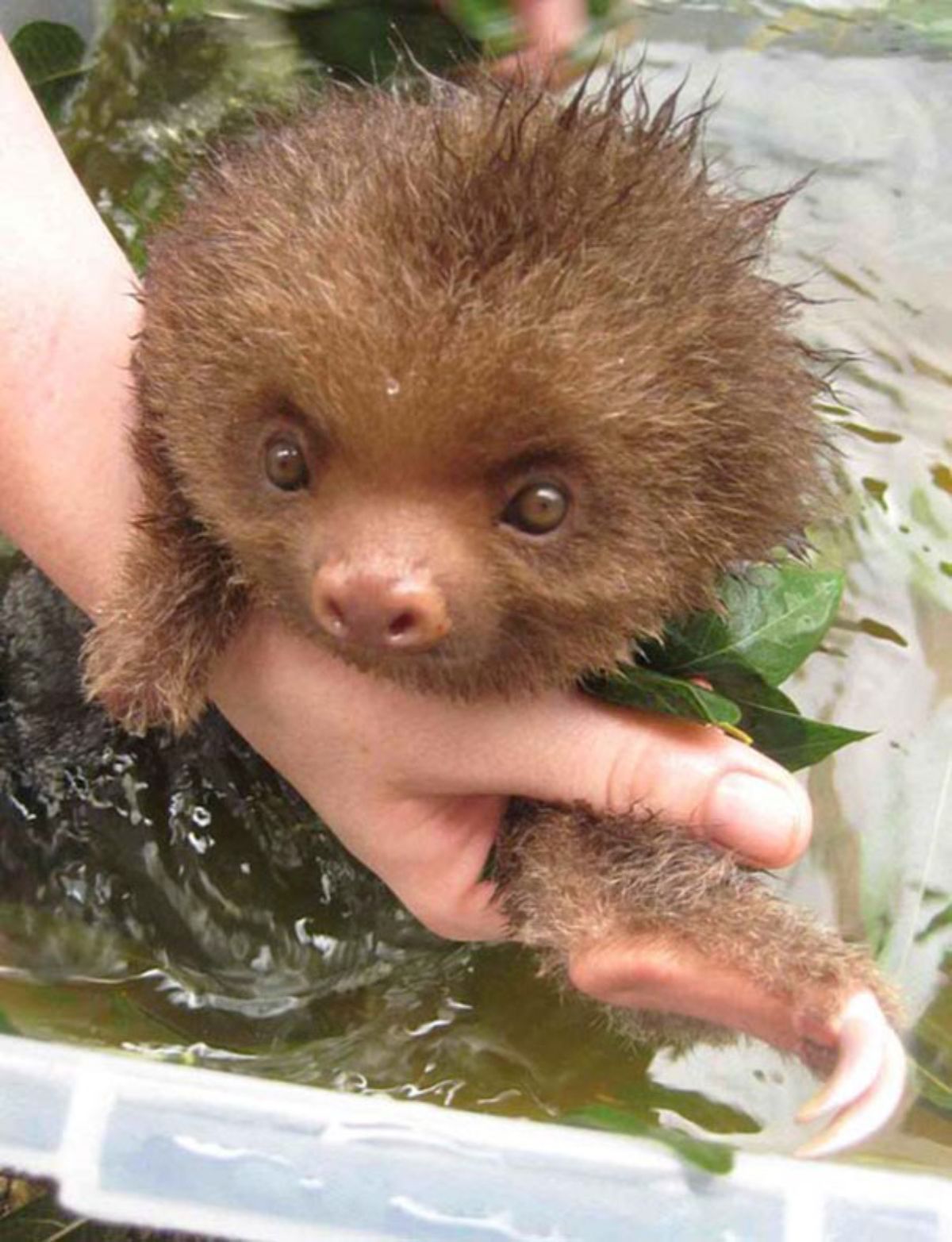 someone bathing a brown baby sloth