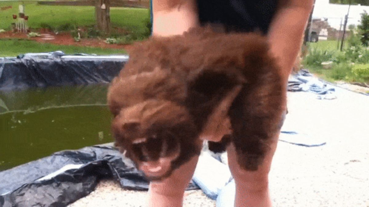 someone holding a fluffy brown puppy with someone else holding a leaf blower in its face