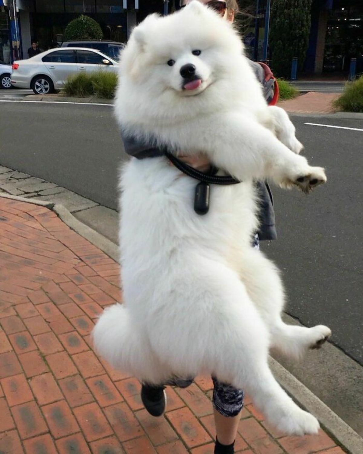 someone holding up a fluffy white samoyed that has the tongue sticking out slightly