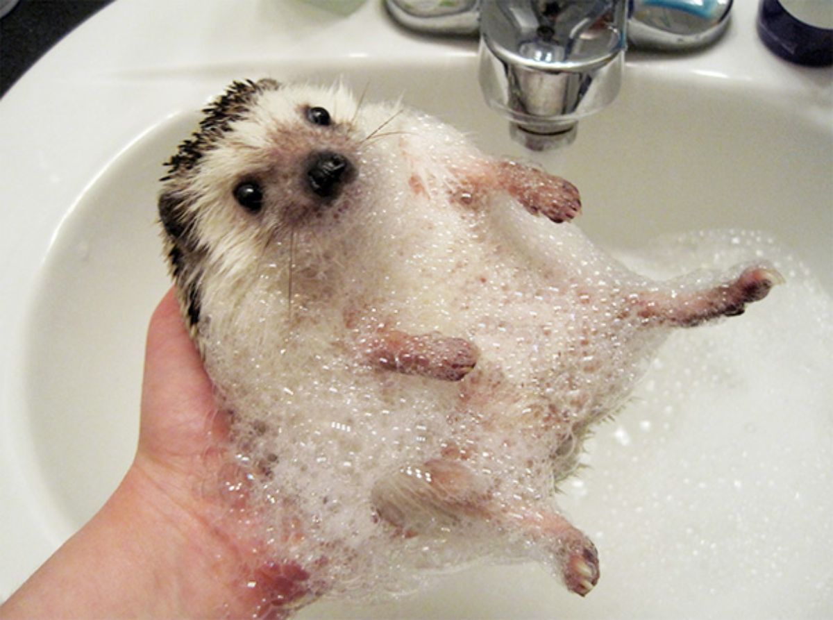 someone holding up a hedgehog belly up covered in soapy suds