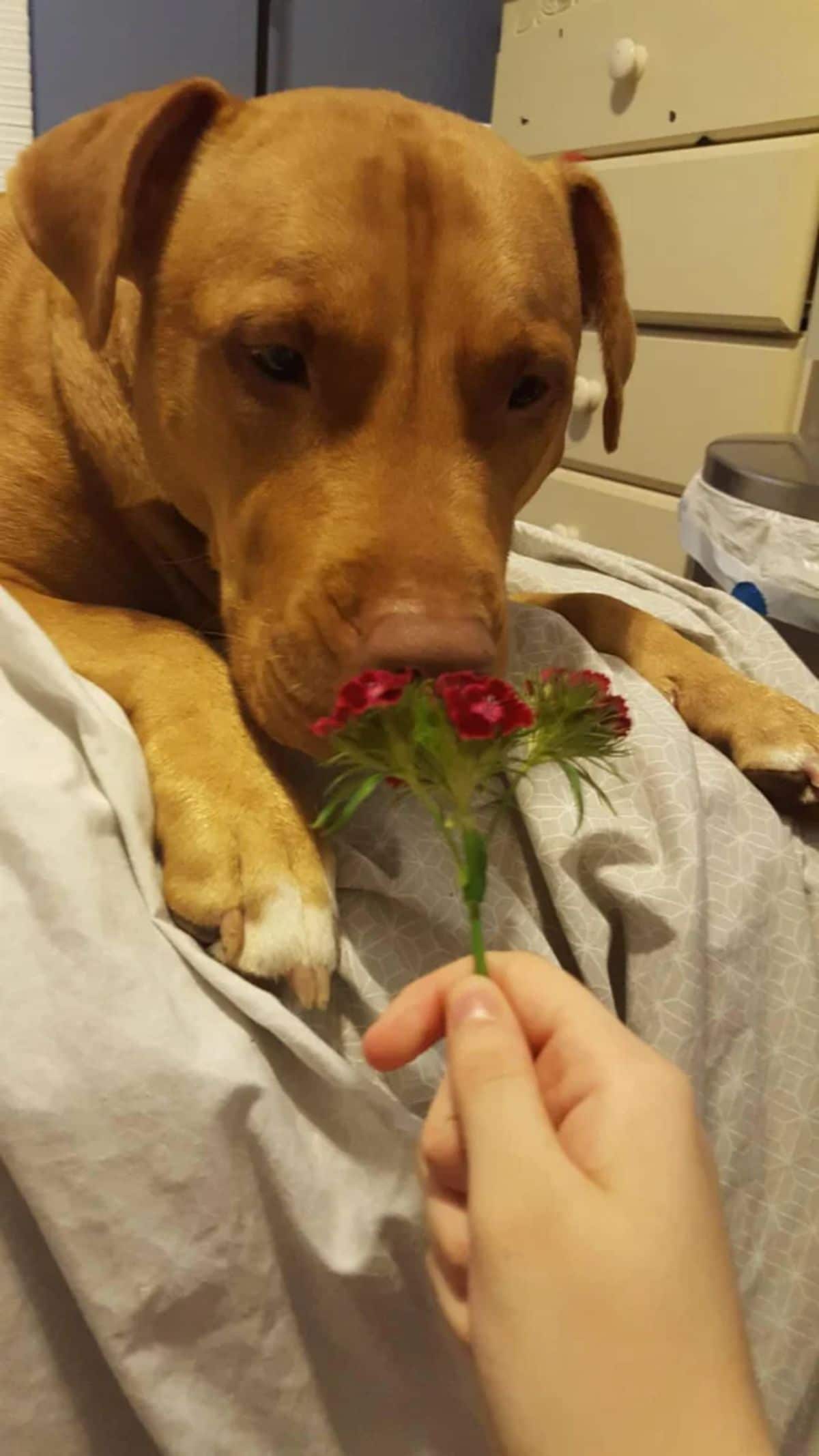 someone holding up red flowers to a brown dog on a bed