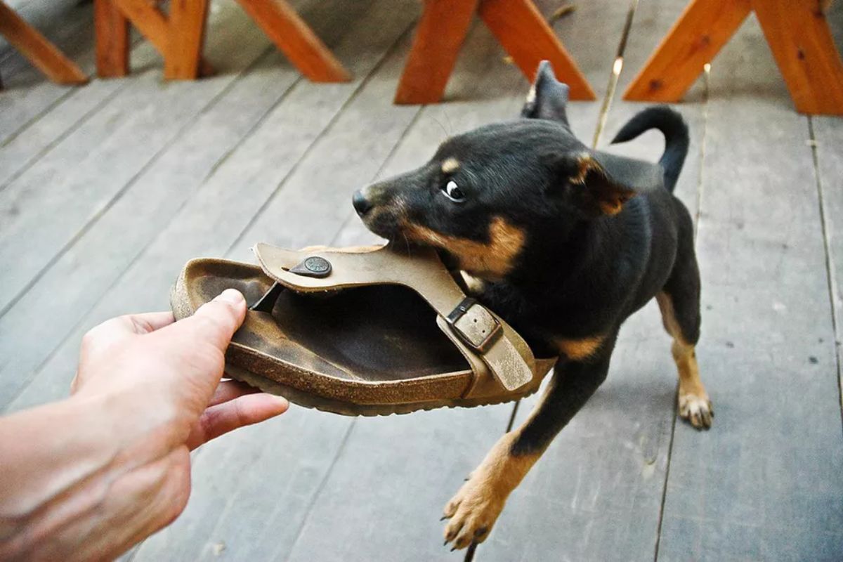 someone trying to drag away a brown sandal from a black and brown puppy chewing it