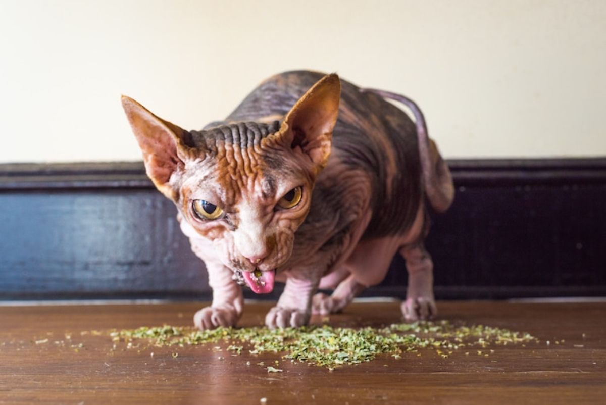 sphinx cat with catnip on its tongue and the floor