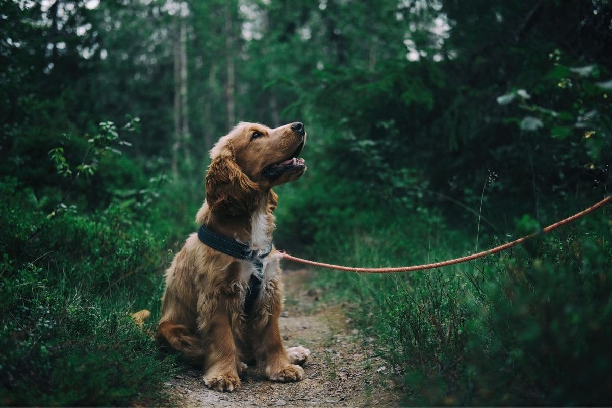 Brown fluffy dog on leash in nature