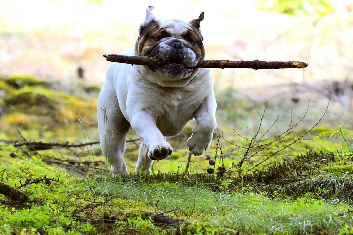 English bulldog with stick in mouth running in forest