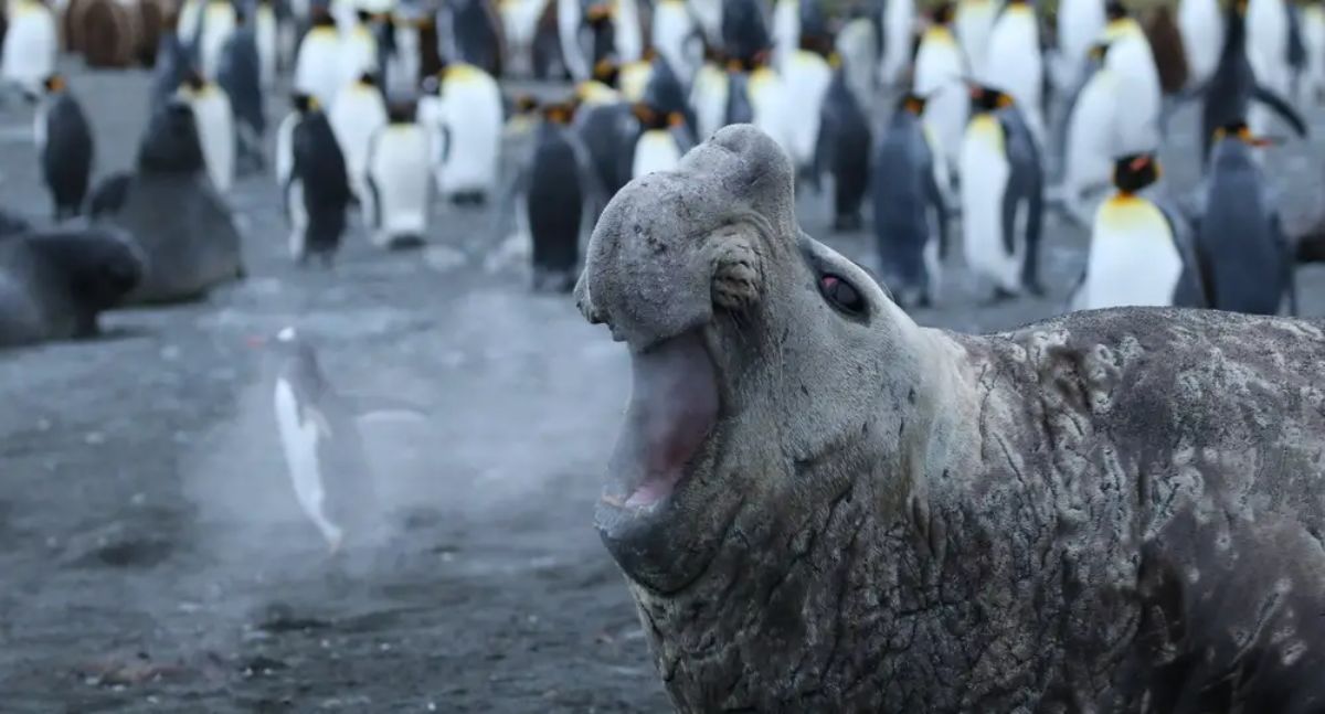 walrus with mouth wide open with penguins in the background