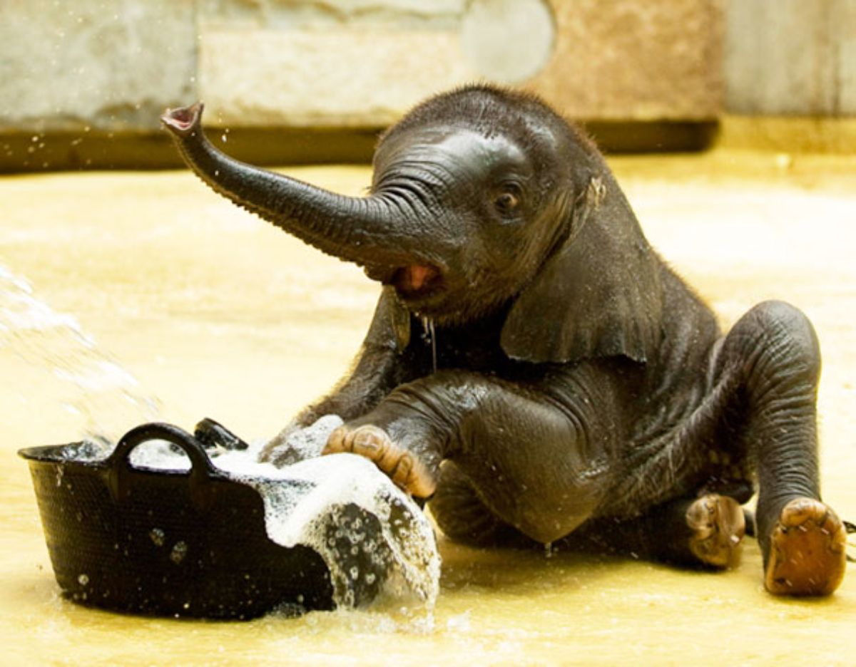 wet baby elephant on the floor pushing a small black basin with soapy water in it