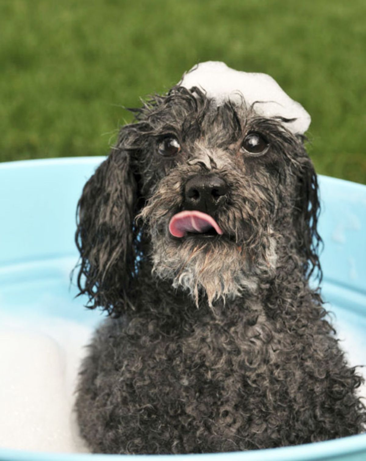 wet black poodle in a green basin with soap suds around the dog and on the head