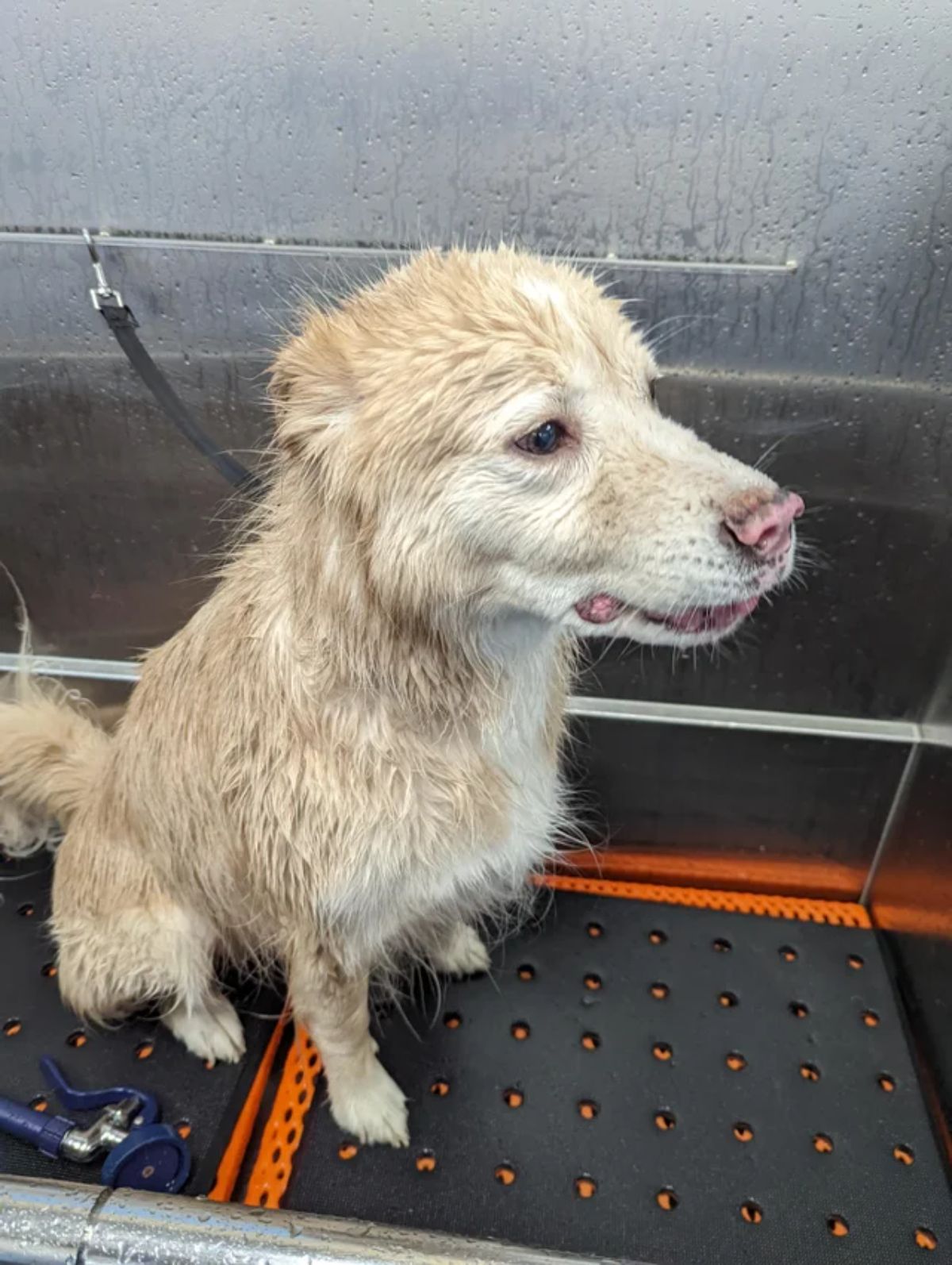 wet brown and white dog sitting on a black and red surface at a groomer's