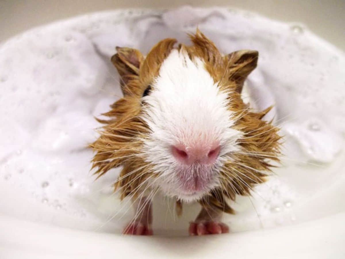 wet brown and white guinea pig in soapy water