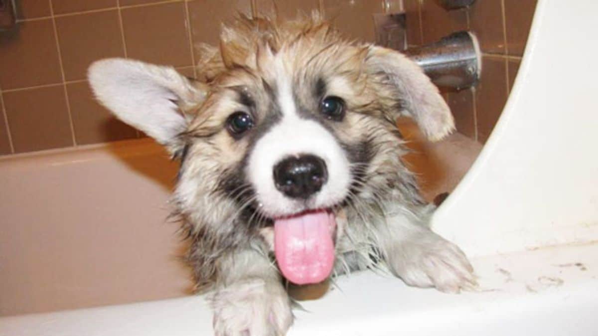 wet brown black and white corgi leaning out of a bathtub