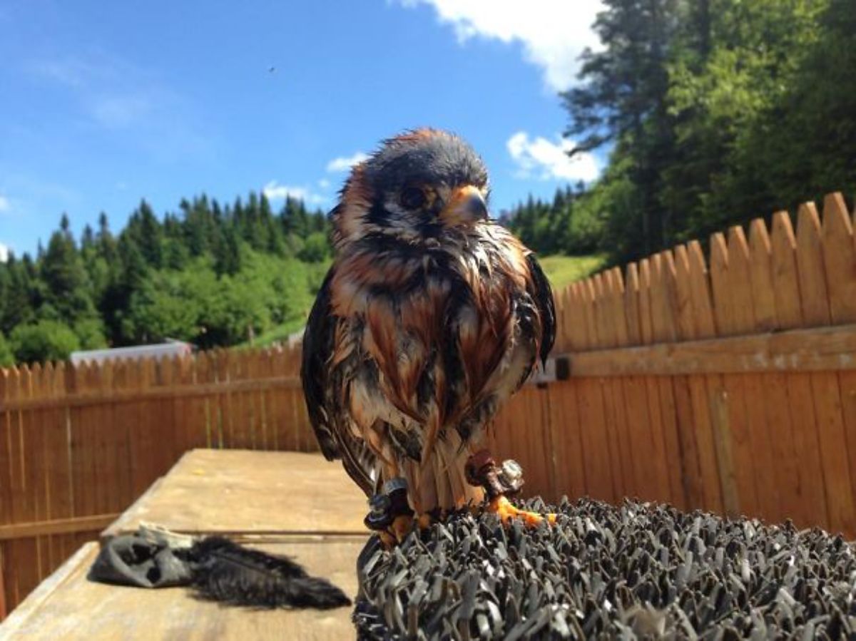 wet falcon hanging out under the sun after a bath