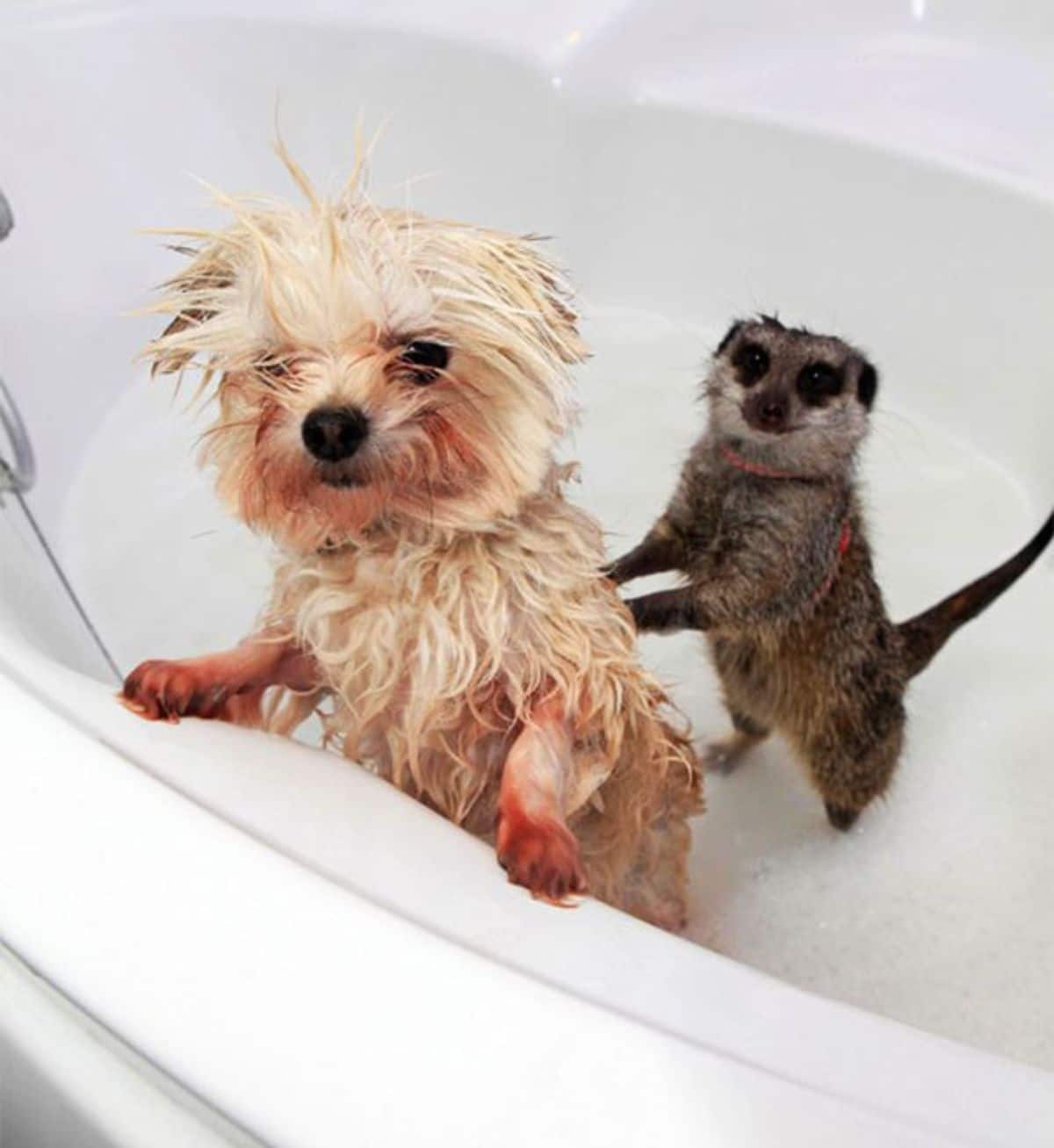 wet fluffy brown dog with a black and grey rodent-looking animal with the paws on the dog's back and both standing on hind legs