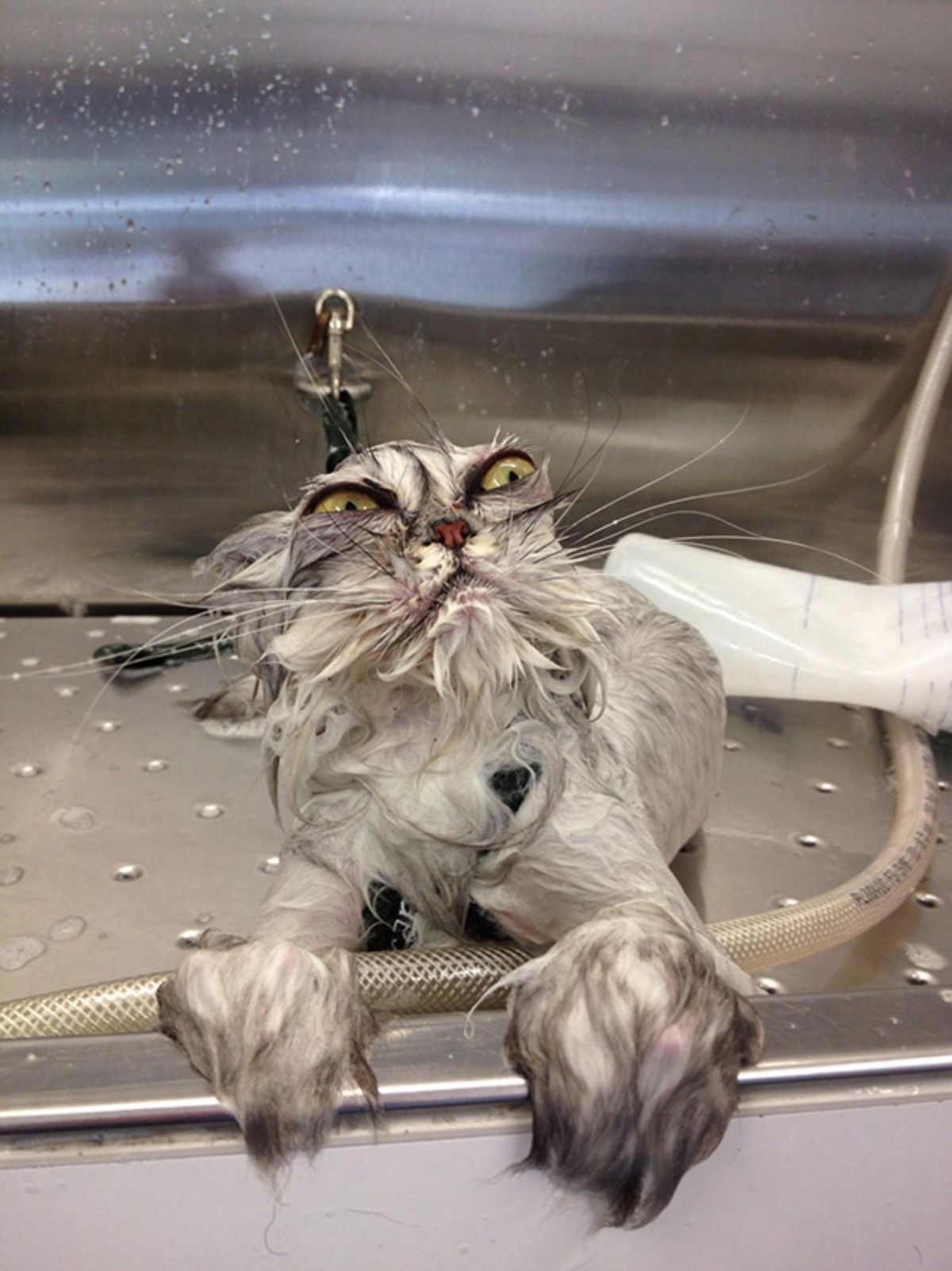 wet grey cat in a silver sink looking angry and offended