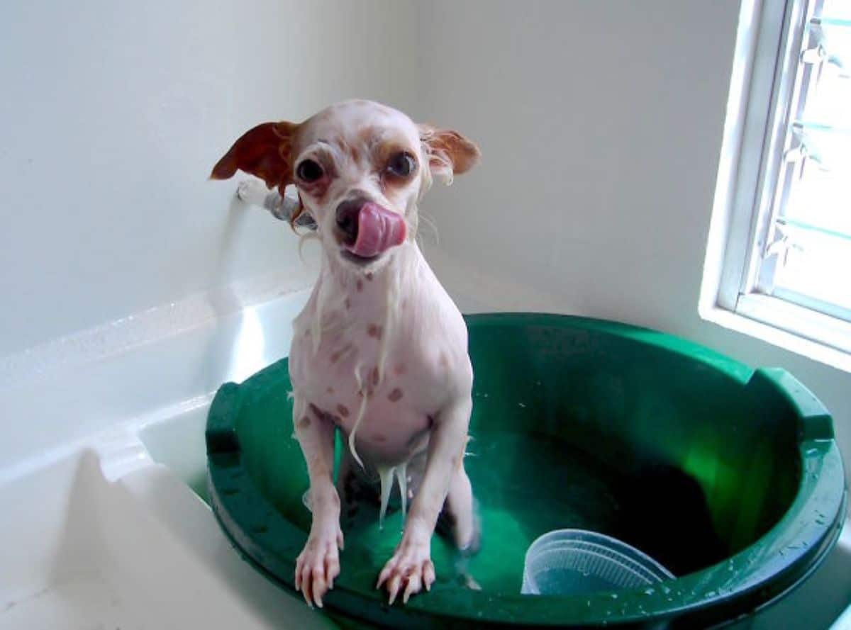 wet white and brown dog in a green tub