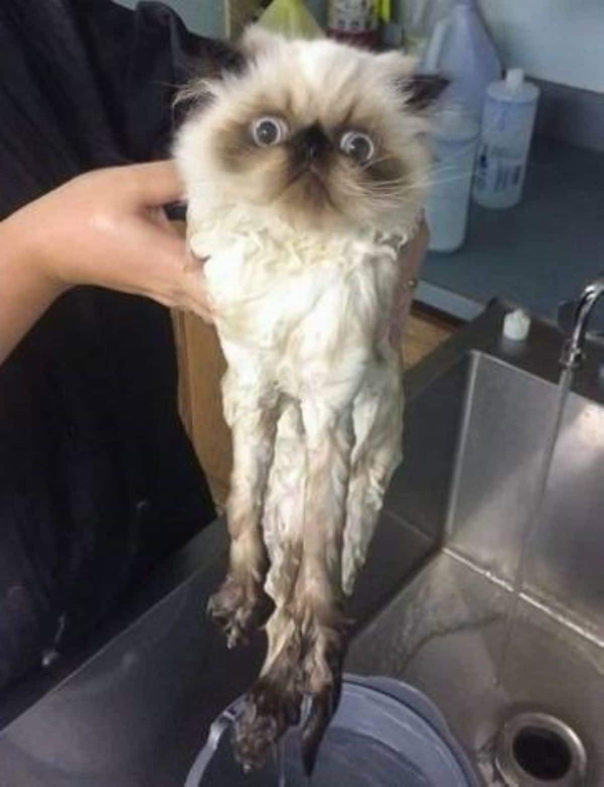 wet white and brown siamese cat being held up