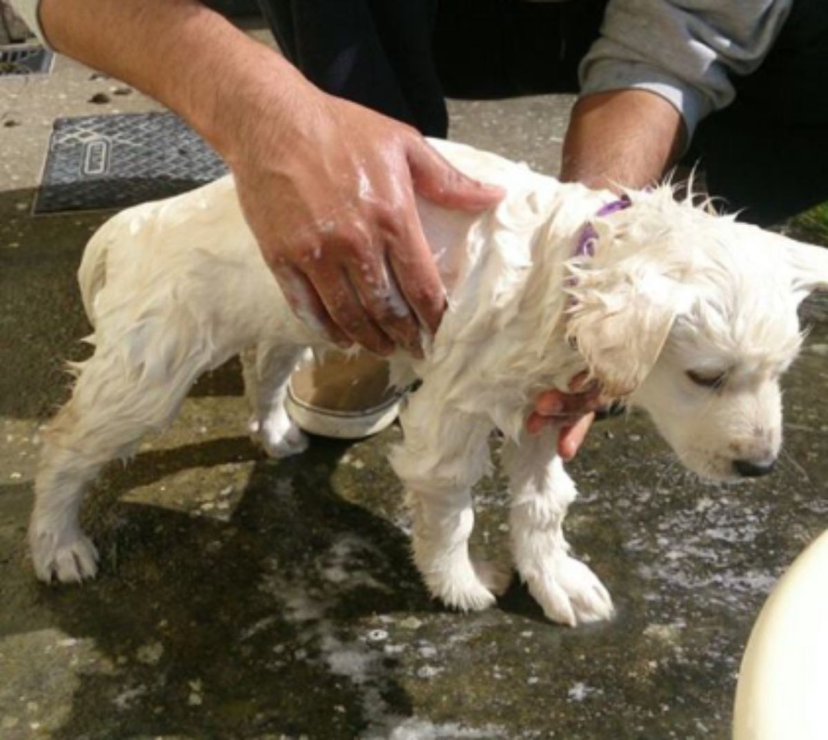 wet white puppy getting soaped up