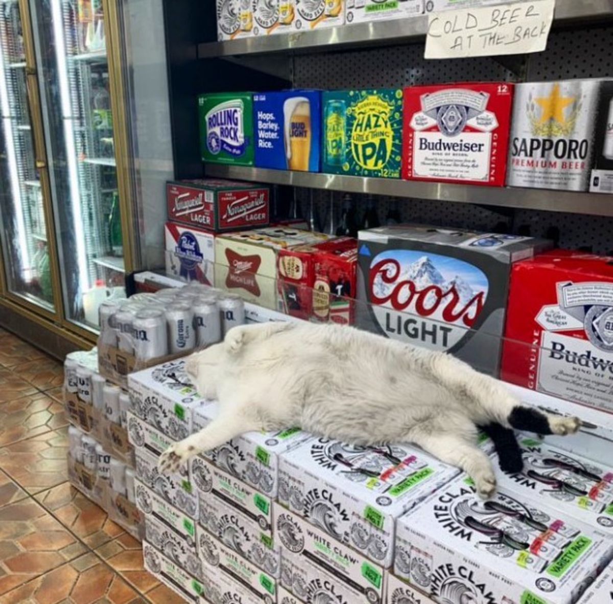 white and black cat laying belly up on piles of beer boxes in a store