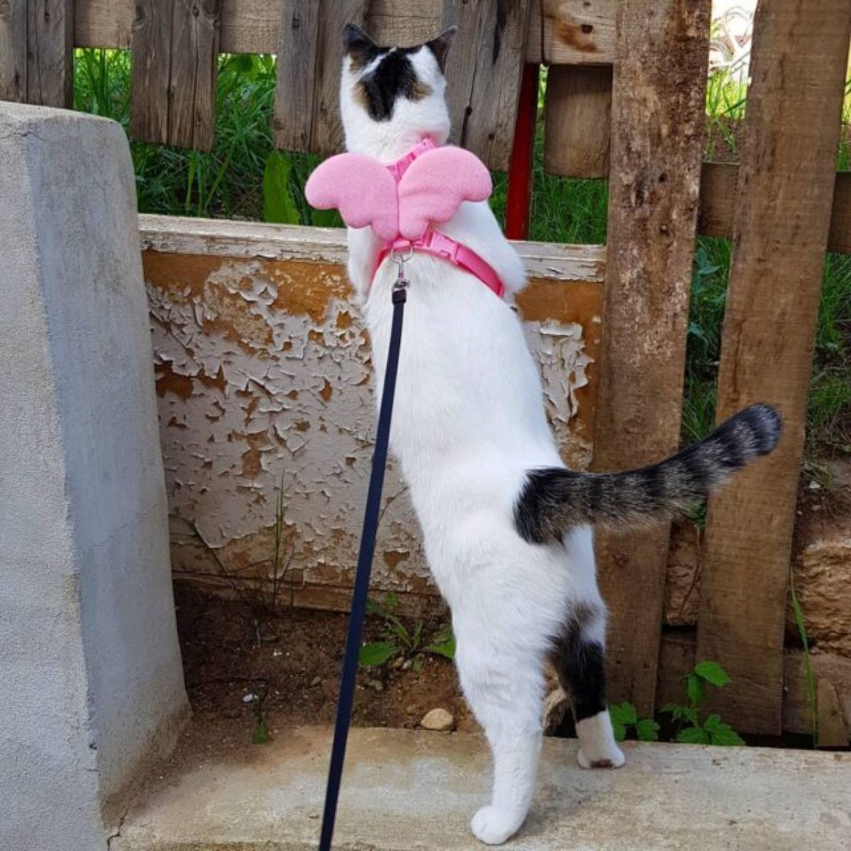 white and black cat on a leash and pink and red angel wings harness standing on hind legs and peeking through a wooden fence