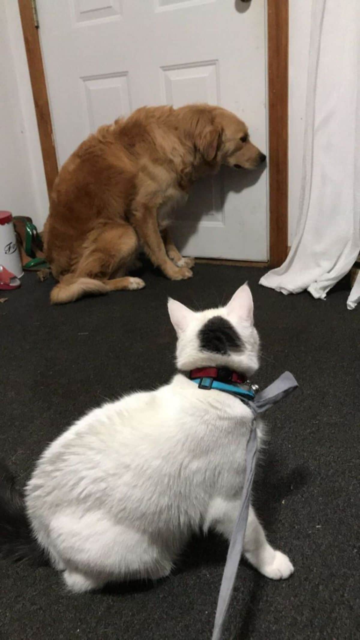 white and black cat sitting in front of a scared golden retriever