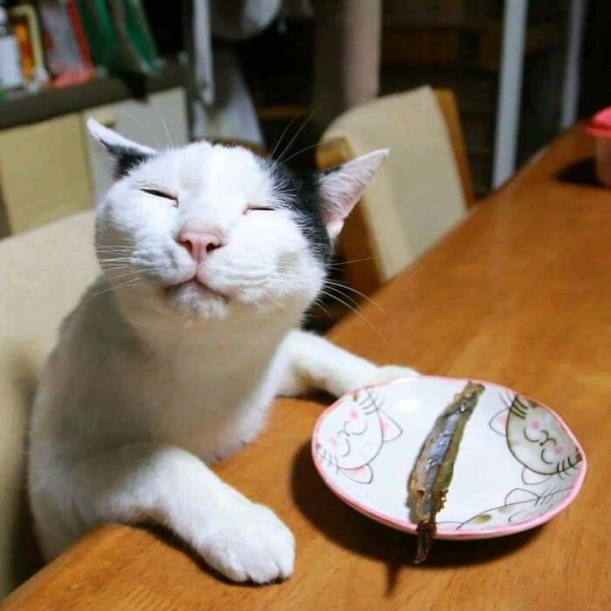 white and black cat sitting on a chair at a table with a fish on the plate and looking happy