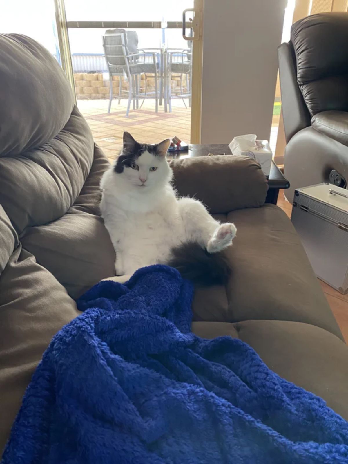 white and black cat sitting on a grey sofa with the belly exposed