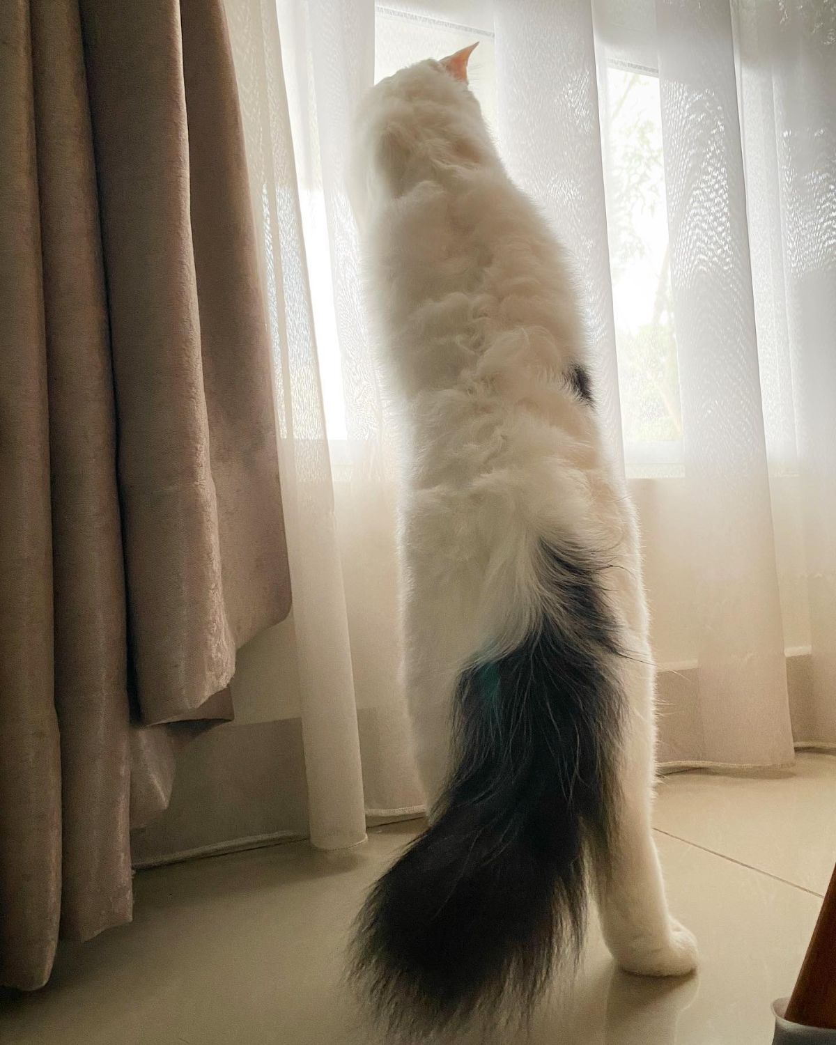 white and black cat standing on hind legs and looking out the window