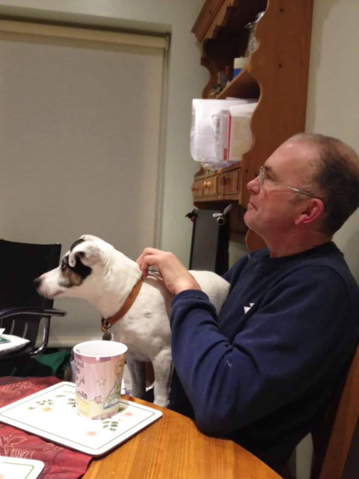white and black dog standing on a man's lap