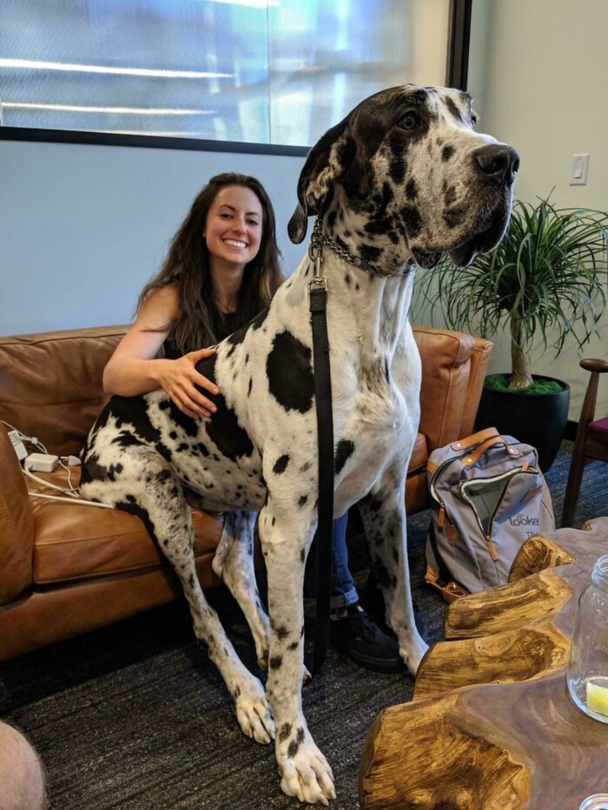 white and black great dane sitting next to a woman