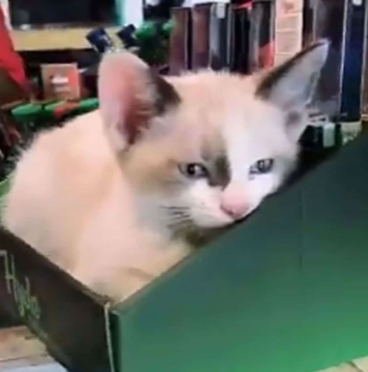 white and black kitten laying in a green box