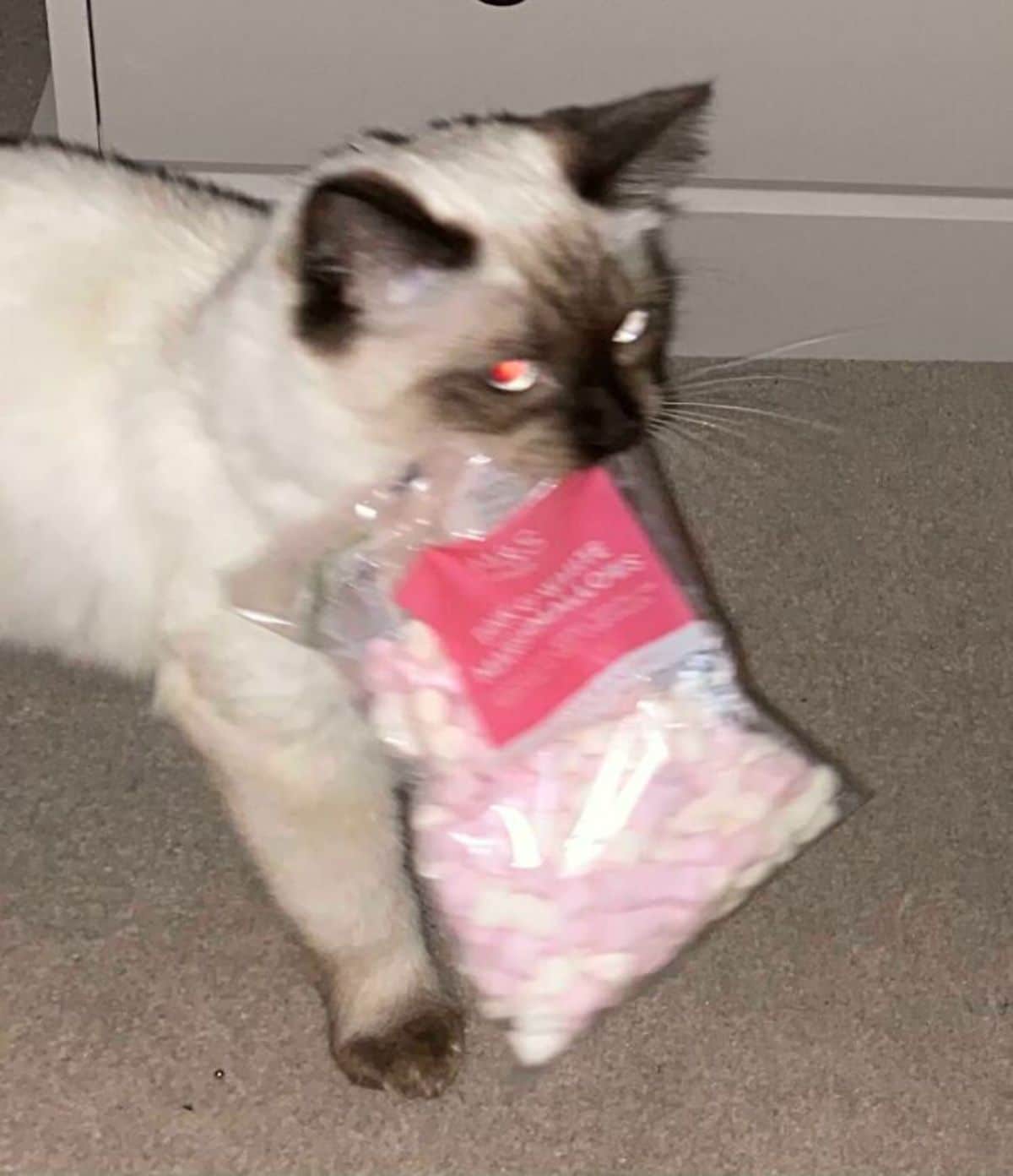 white and black siamese cat carrying a bag of mini marshmallows in its mouth