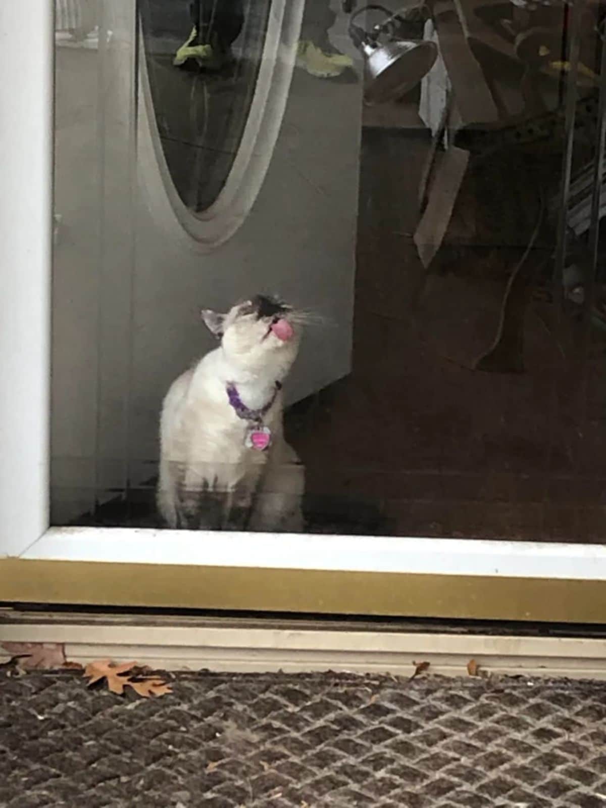 white and black siamese cat licking a glass door