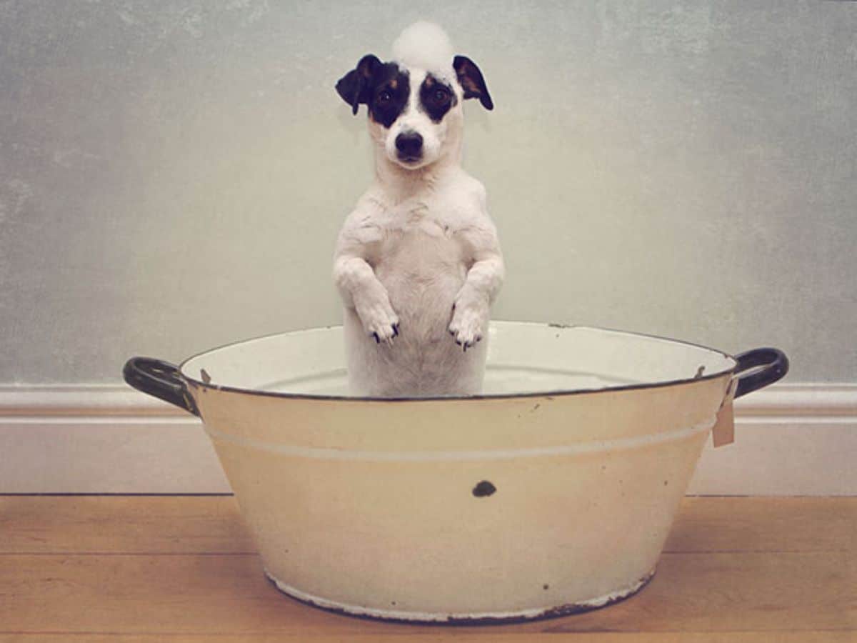 white and black terrier standing on hind legs in a large white metal basin with soap suds on the head
