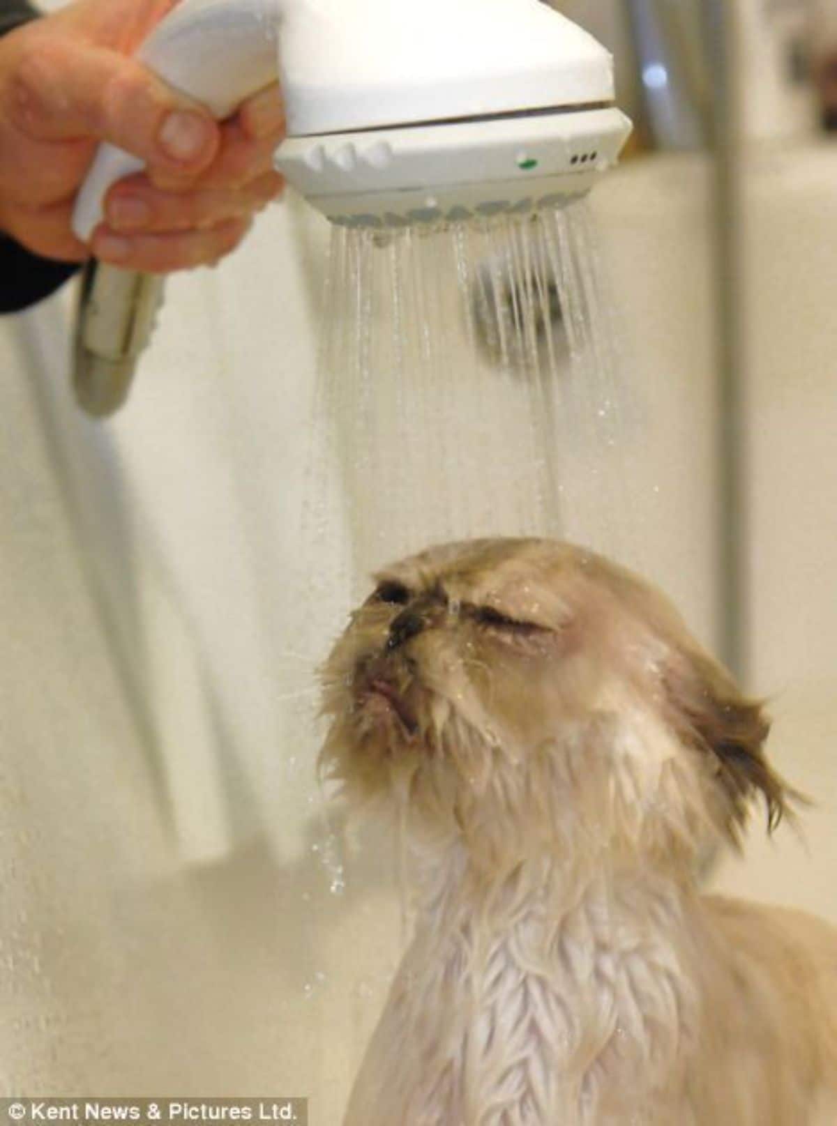 white and brown cat getting a shower from a bidet