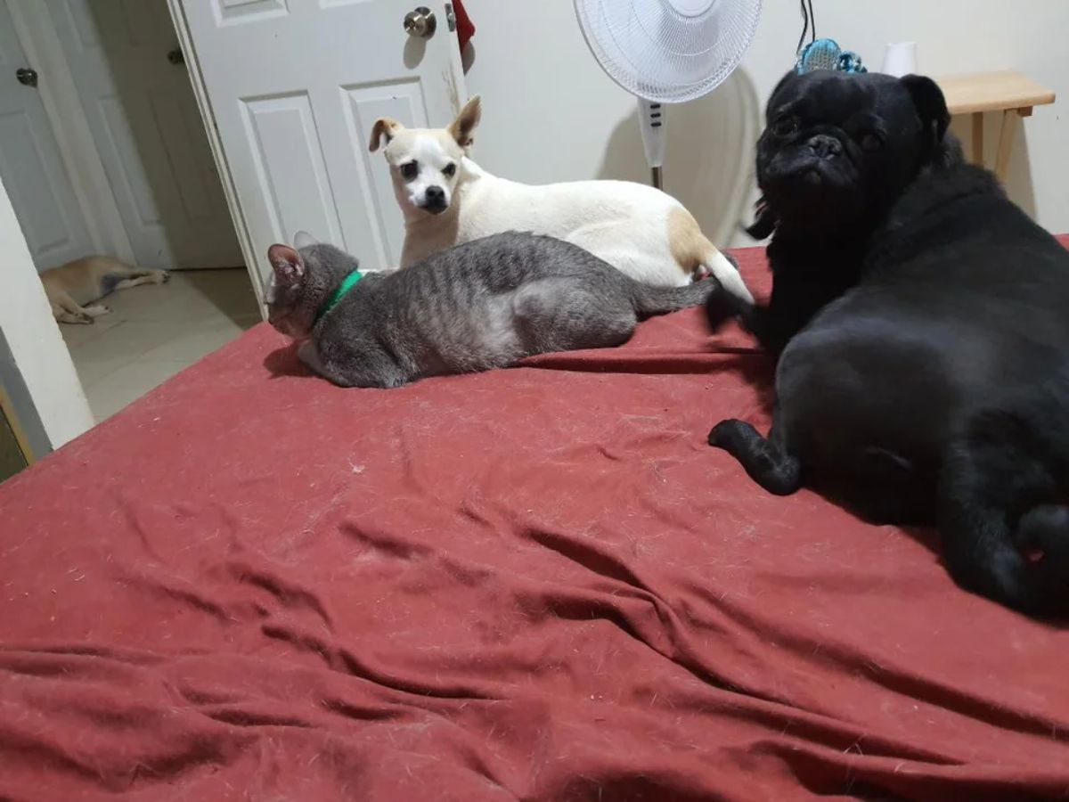 white and brown chihuahua laying on a red bed next to a grey tabby cat with a black pug behind them