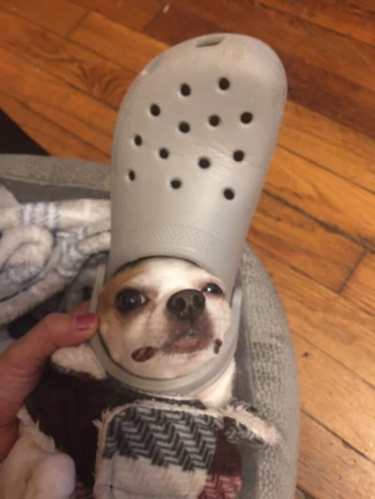 white and brown chihuahua wearing a grey crocs slipper on the head