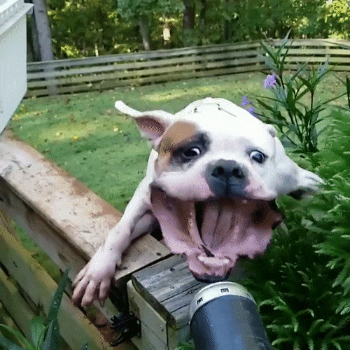 white and brown dog with a leaf blower in its face