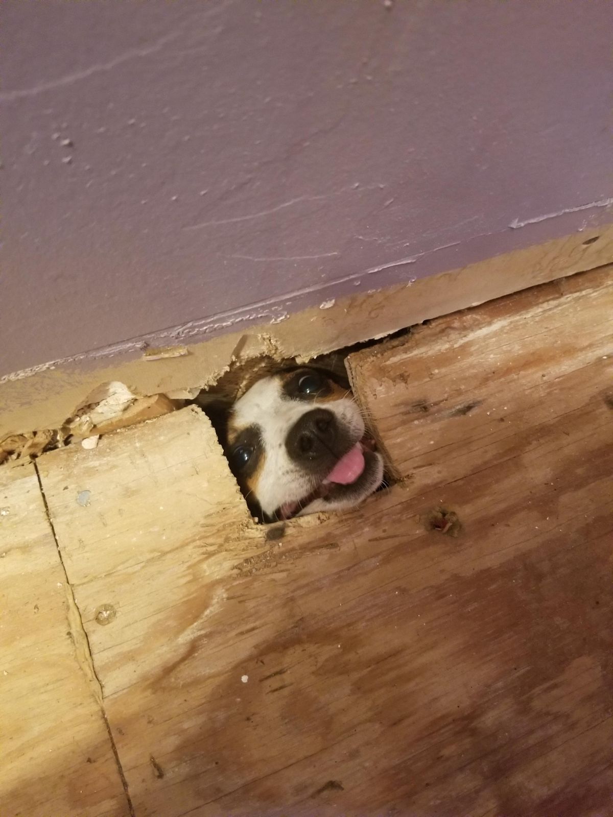 white and brown dog's face peeking out from hole in wooden floor