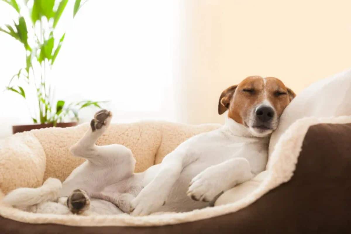 white and brown jack russell terrier sleeping in a brown dog bed