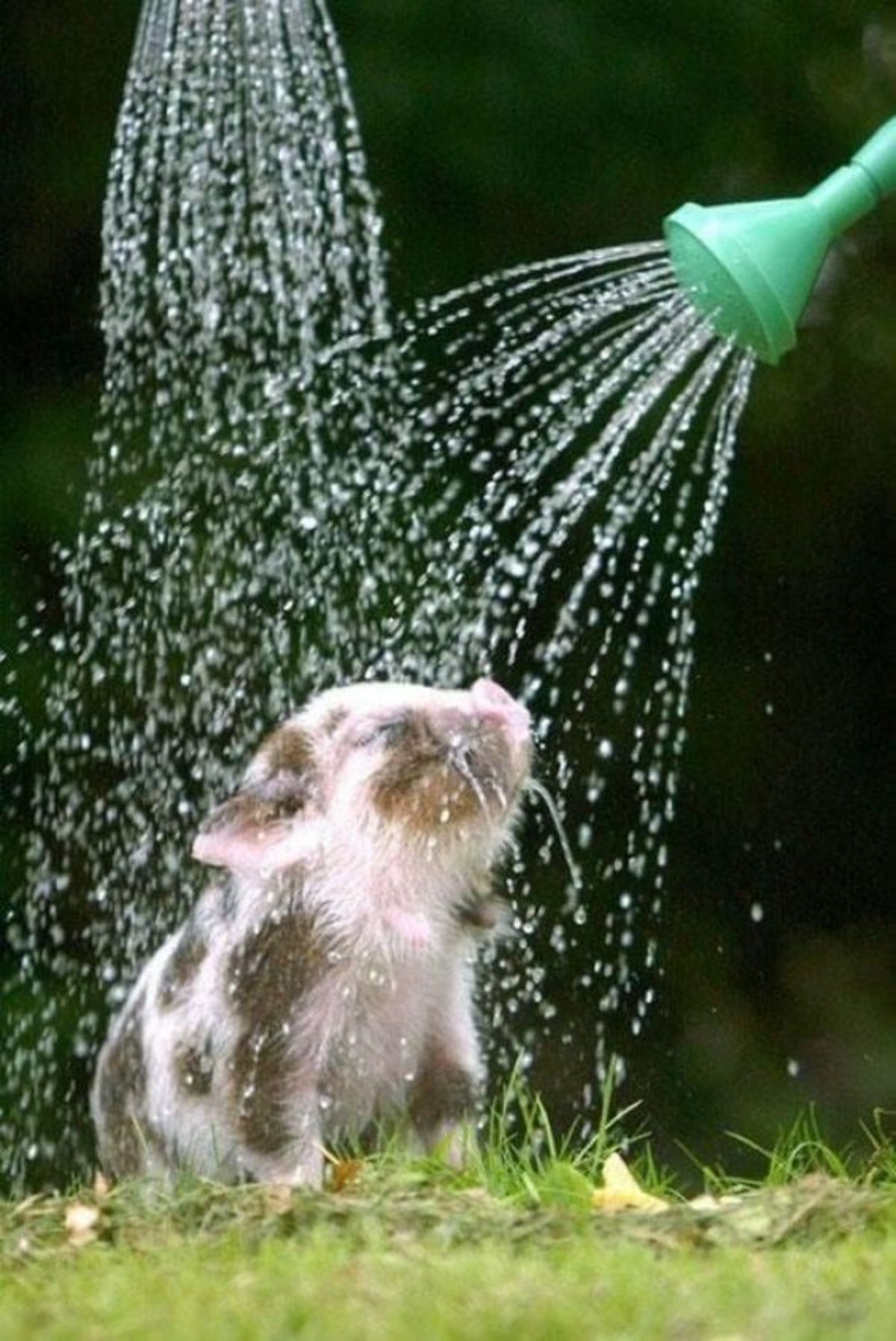 white and brown piglet getting a shower from a shower head