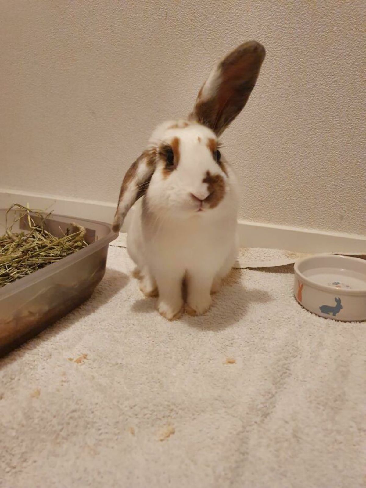 white and brown rabbit sitting on the floor