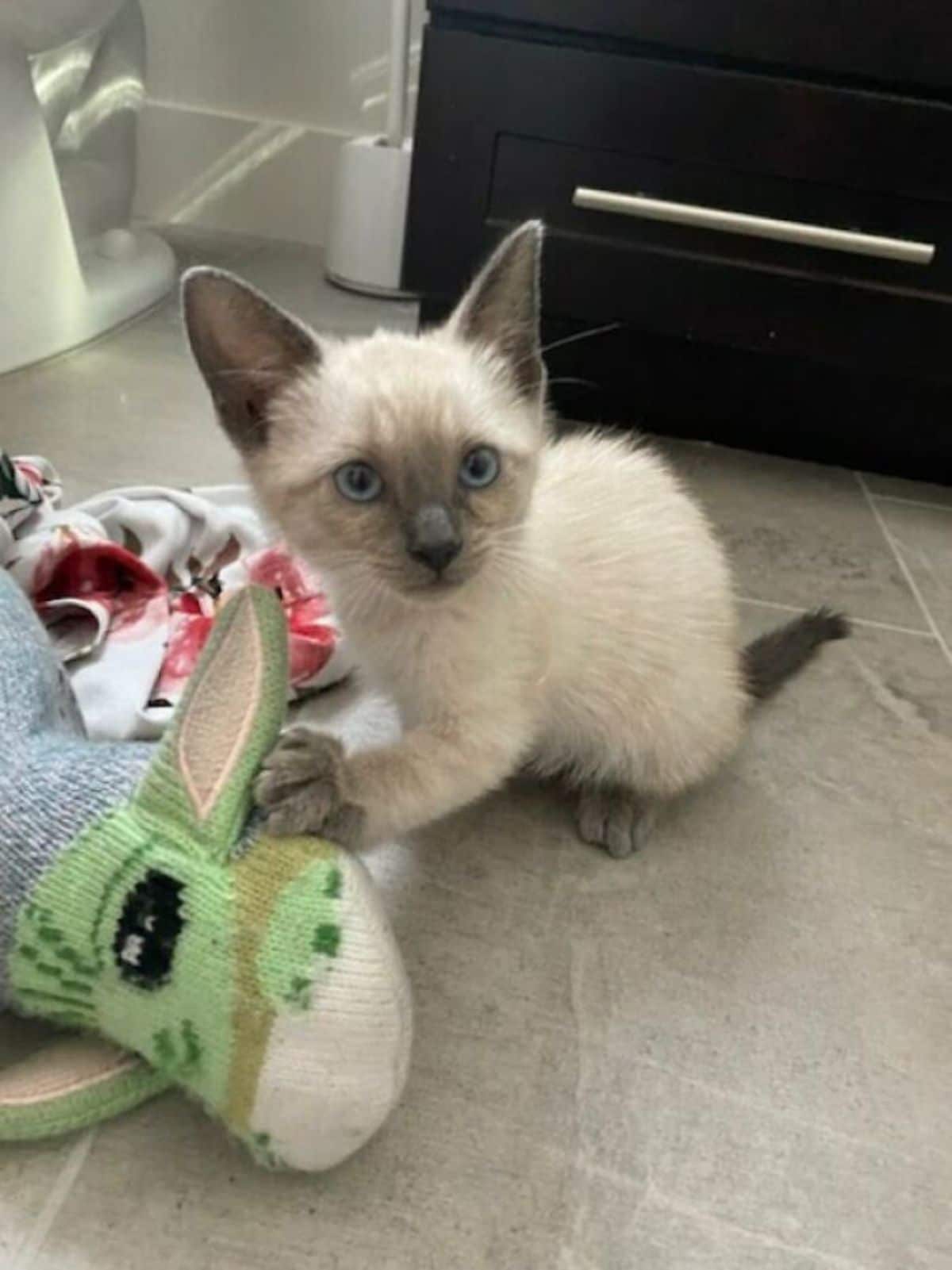 white and brown siamese kitten on the floor with a paw on a stuffed toy