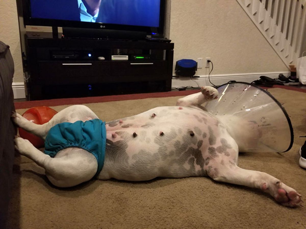 white and grey dog laying belly up wearing transparent cone of shame and wearing blue underwear around the privates